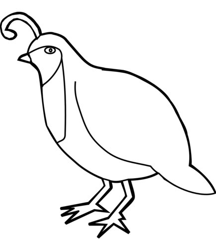 Quail Ground Dwelling Bird Coloring Page